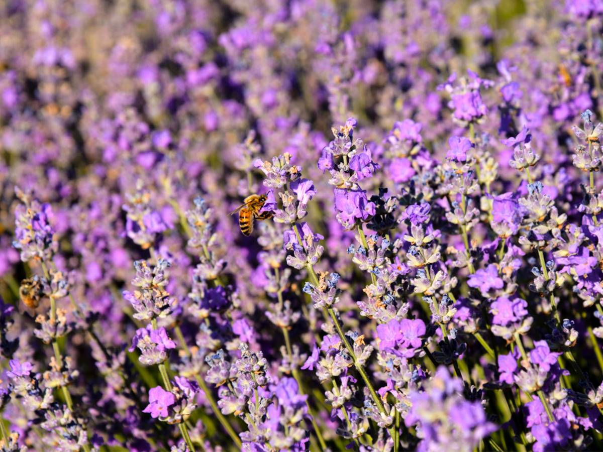 Fleurs de lavande fine avec abeille