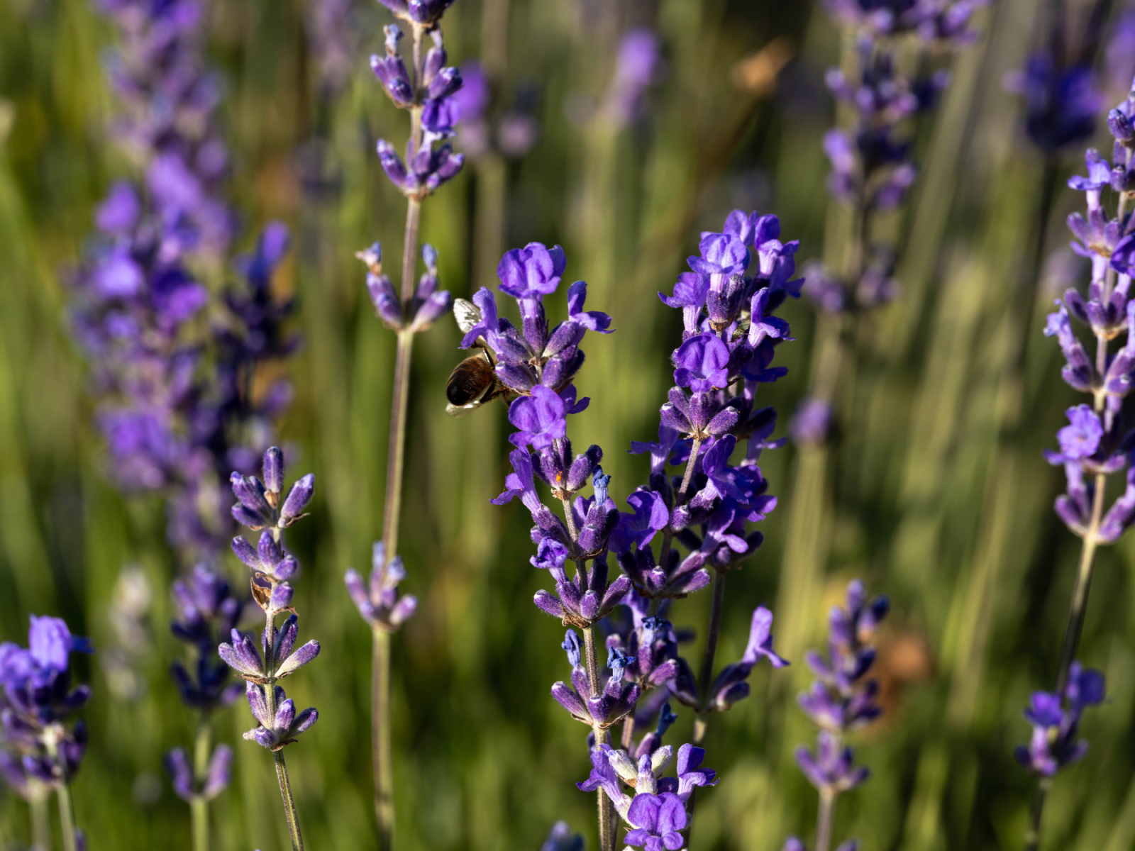 Un brin de lavande fine, une abeille