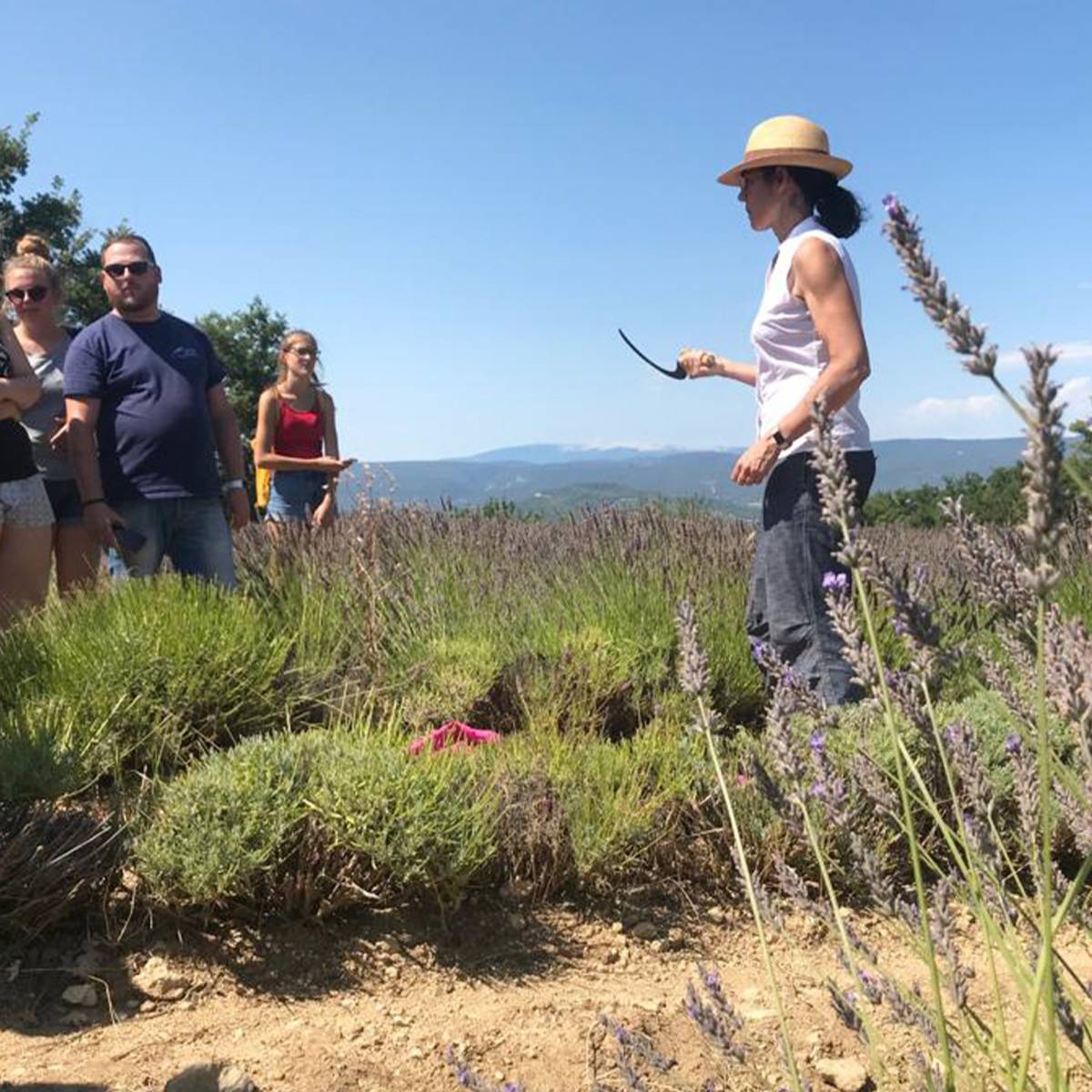 Distillerie de lavande à visiter Plateau des Claparèdes, Apt Distillerie les Agnels