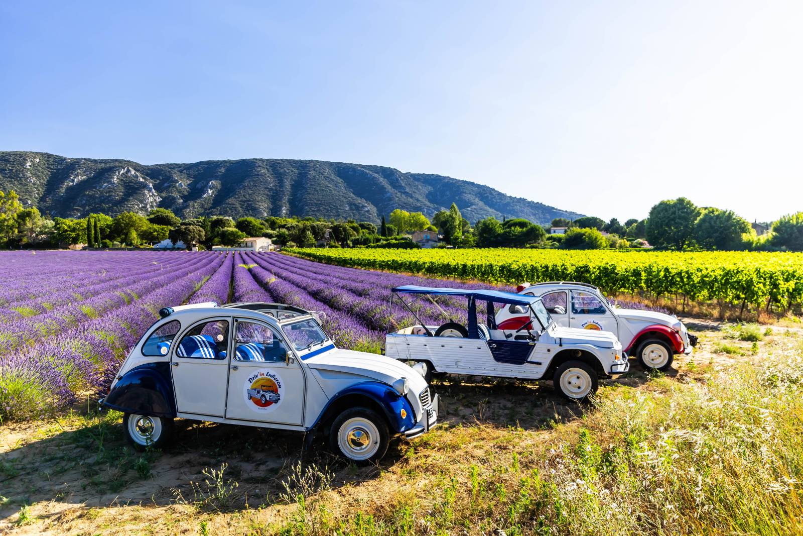 Voiture vintage dans les champs de lavande du Luberon 