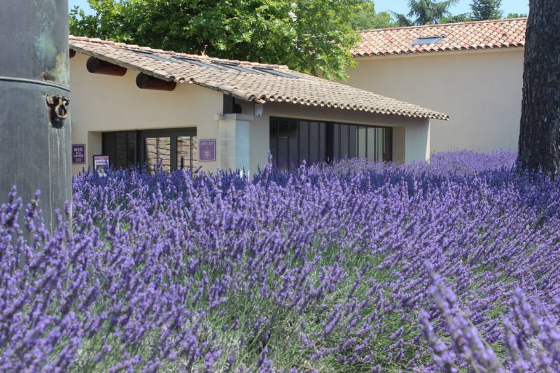 14 août : Fête de la Lavande au Musée de la Lavande Luberon