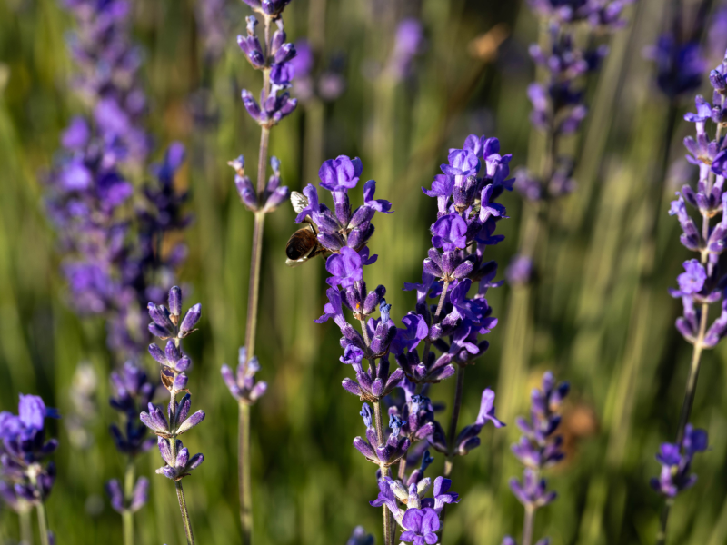Un brin de lavande fine, une abeille