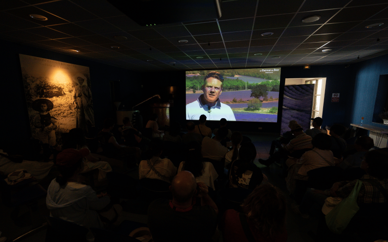 Film sur la récolte de la lavande fine en montagne 