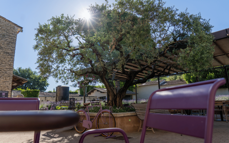 Les jardins du musée de la lavande Luberon 