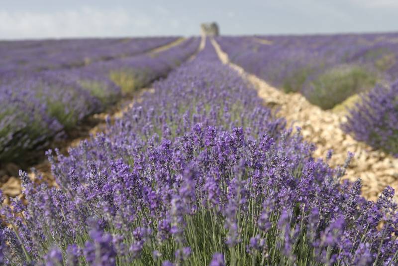 Couleur et parfum de lavande sur l'espace Vaucluse lors du SIA 2022