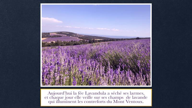 Photo de champs de lavande au domaine Château du Bois en haute-Provence
