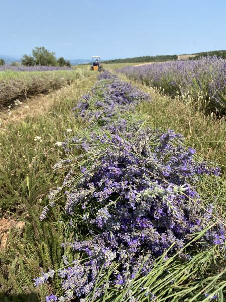 Préfanage de la fleur de lavande fine fraichement coupée en plein champ au domaine Château du Bois