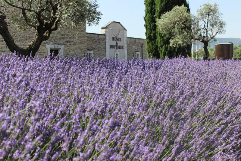 Champs de lavande du musée de la lavande Luberon 