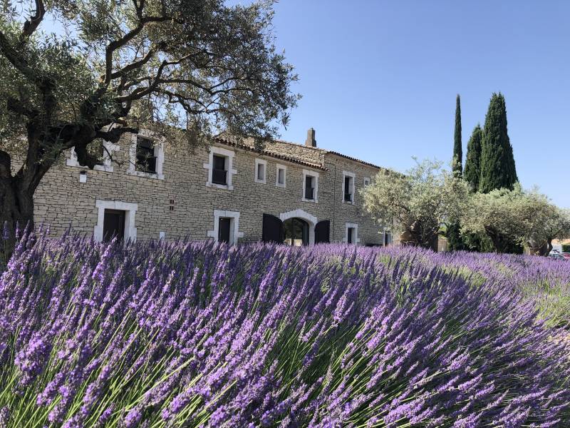 champs de lavande en fleurs dans le jardin du musée de la lavande Luberon