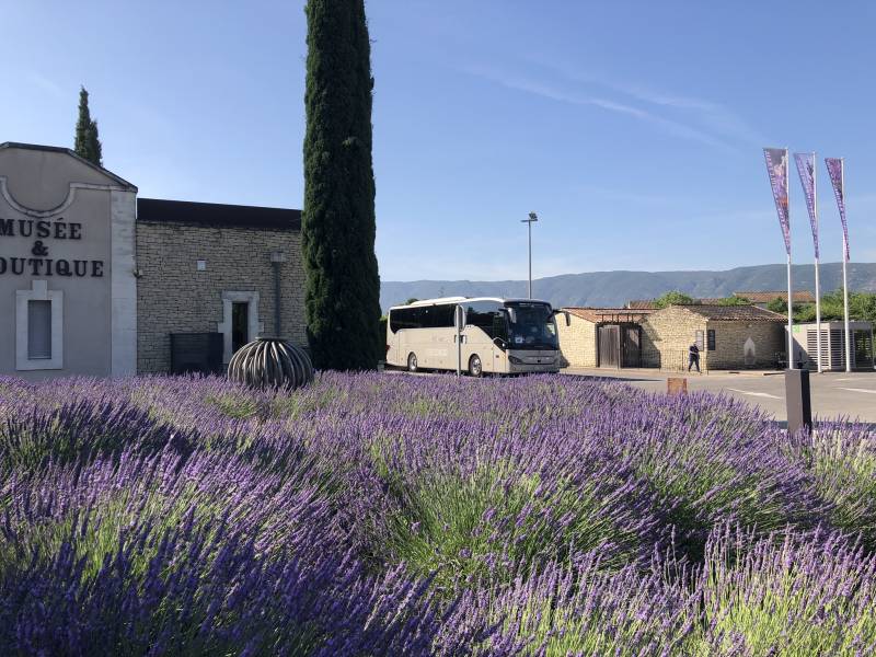 Parking bus et jardin de lavande du Musée de la lavande Luberon 