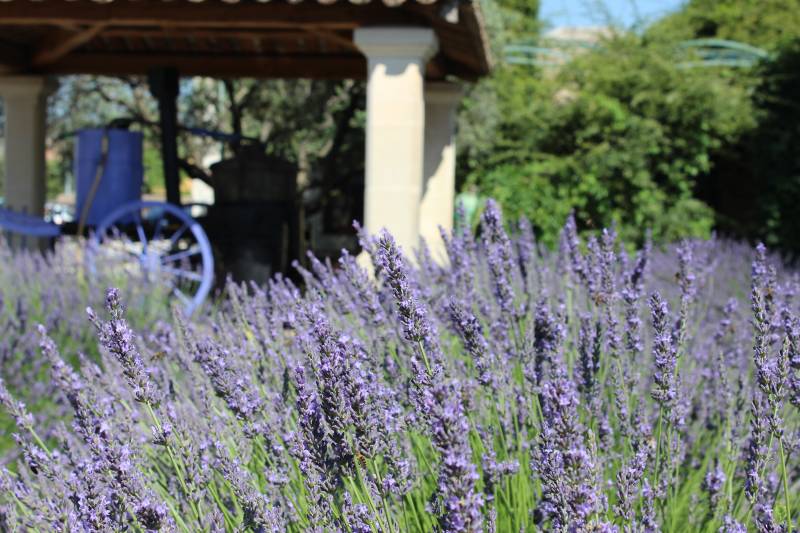 Lavande en fleurs devant l'atelier distillation à l'ancienne 