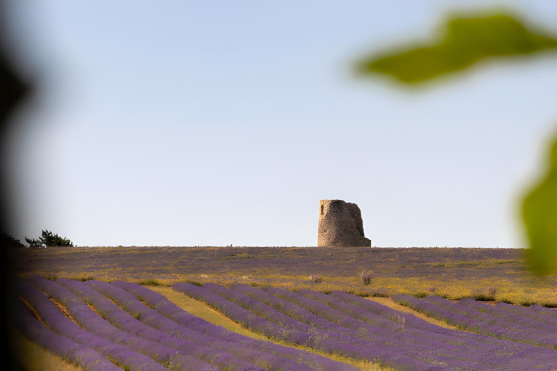 Le Moulin du Domaine Château du Bois, trônant au dessus des champs de lavande fine