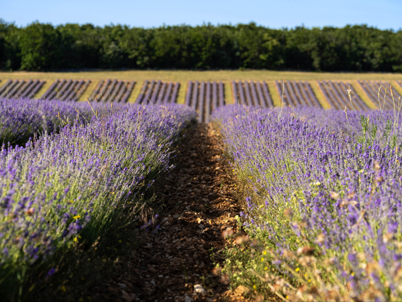 Rangées de lavande au Domaine lavandicole du Château du Bois