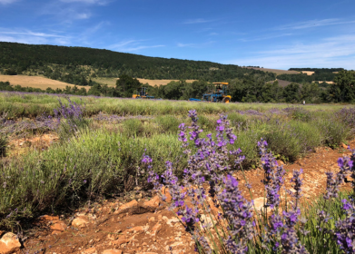Champs de lavande récolté dans les montagne au domaine Château du Bois en Provence