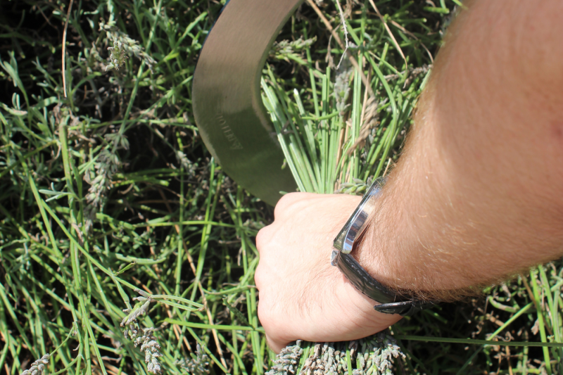 Taille à la faucille de lavandin au Musée de la Lavande Luberon