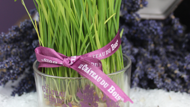 Le blé de la sainte barbe