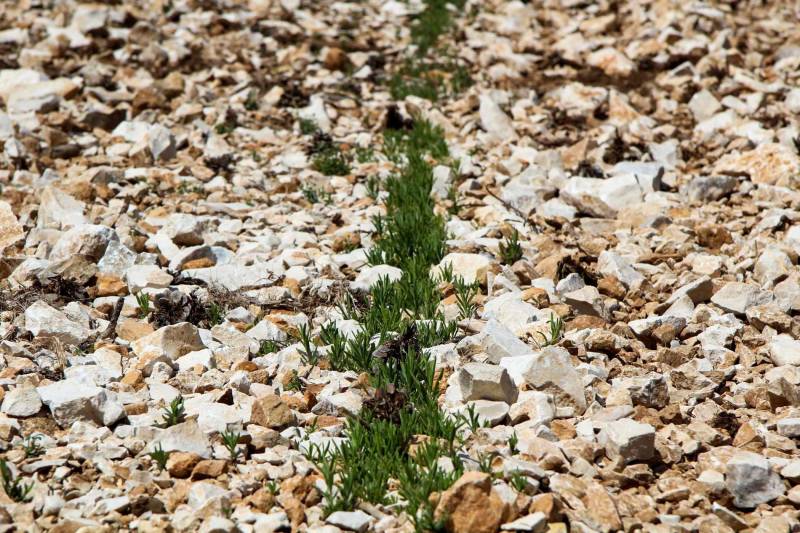 Semis de lavande fine tout juste sortis de terre