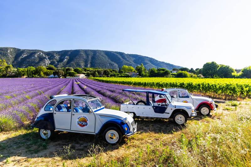 Voiture vintage dans les champs de lavande du Luberon 