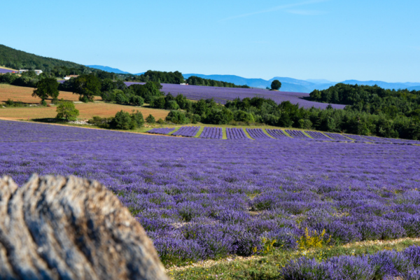 Paysage de champs de lavande fine  en Haute-provence a Lagarde d'apt 