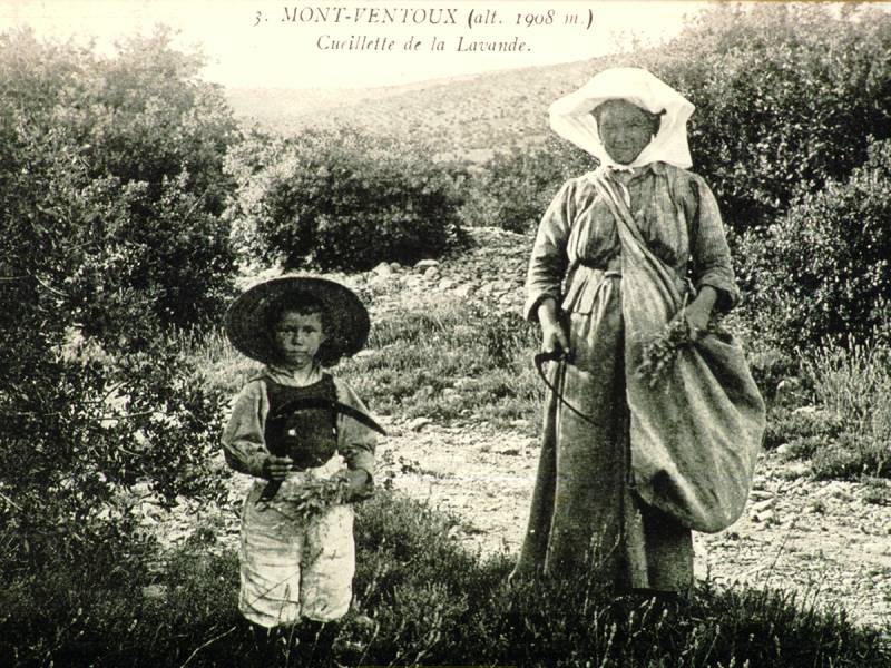 Photo ancienne de coupe de lavande à la faucille sur le mont ventoux