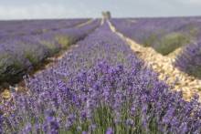 Découvrir le musée de la lavande  en Provence