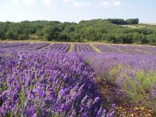 Découvrir le musée de la lavande  en Provence
