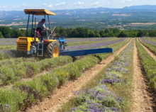 Découvrir le musée de la lavande  près de Gordes et Roussillon