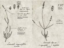 Découvrir le musée de la lavande  à Coustellet dans le Luberon