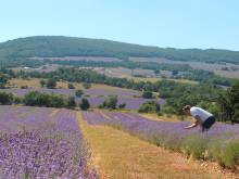 Musée de la Lavande -  Visiter un musée culturel en groupe près de Gordes et Roussillon