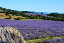 Découvrir le musée de la lavande  à Apt 84400